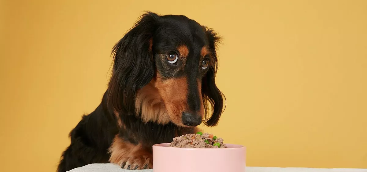 Dog food shop for dachshund puppy